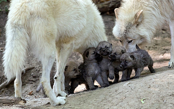 New Generation, Wolves, animals, Genaration, New, nature HD wallpaper