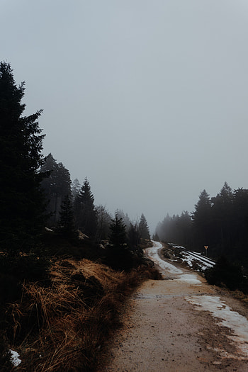 Nature, Trees, Road, Fog HD phone wallpaper