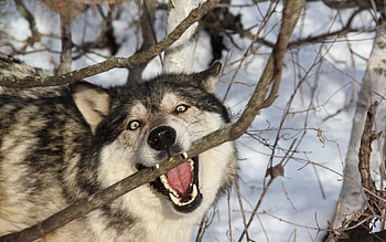 Animals, Grin, Dog, Branch, Predator, Wolf HD wallpaper