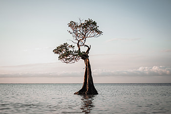 Nature, Water, Wood, Tree HD wallpaper