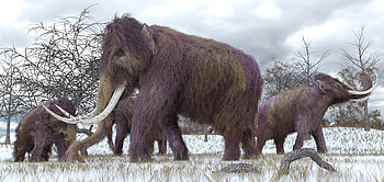 Prehistoric teeth, Mammoth diets, Unlock clues, Natural History Museum HD wallpaper