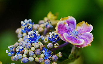 Flower, Plant, Macro, Petals, Stains, Spots HD wallpaper