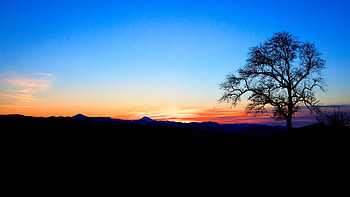 Tree Branches Bushes Mountains Blue Sky During Sunset Silhouette Background Nature HD wallpaper