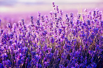 Lavender , Floral elegance, Natural bliss, Vibrant blooms HD wallpaper
