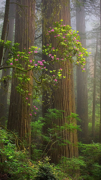 Forest, Green, Green Trees HD phone wallpaper