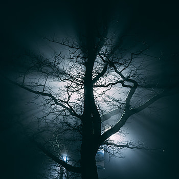 Night, Dark, Wood, Tree, Fog, Branches HD phone wallpaper
