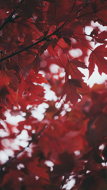 Leaves autumn red , Fall's embrace, Seasonal beauty, Nature's warmth HD phone wallpaper