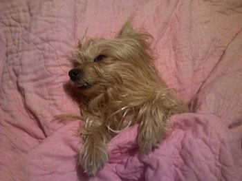 Yorkie, dog, pink, bed, sleep HD wallpaper