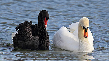 Black and white, Swan swimming in, The lake , Swimming in the lake HD wallpaper