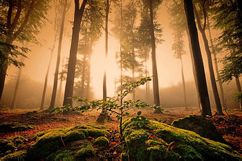 Beaming Through, trees, leaves, sun, light HD wallpaper