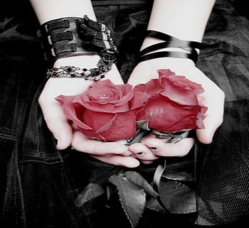 rose, friendship, day, flower HD wallpaper