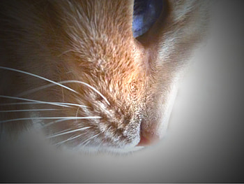 Profile of a cat, animal, cat, blue eyes, orange HD wallpaper