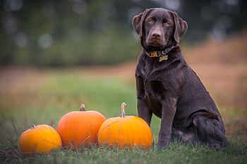Animals, Pumpkin, Dog, Labrador, Sits, Is Sitting HD wallpaper