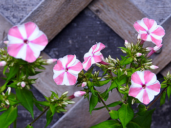 Peppermint Twist, graphy, Summer, Phlox, Flowers, Nature HD wallpaper