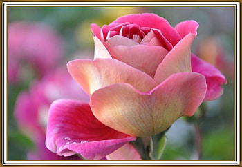 FRAMED FLOWERS, NATURE, FLOWERS, , FRAMED HD wallpaper