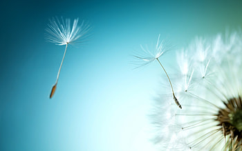 Dandelions, blue, summer, white, dandelion HD wallpaper
