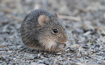 Animals, Bear, Mouse, Rodent, Gnaws, Eats HD wallpaper