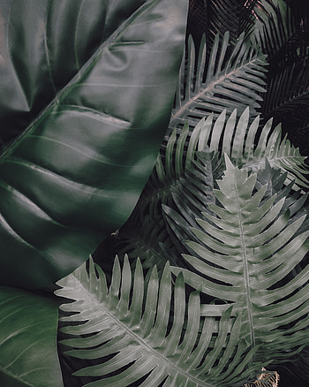 Plants, Nature, Leaves, Tropical HD phone wallpaper