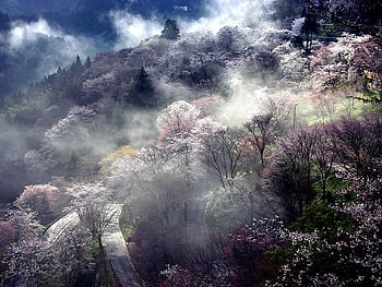 Morning Mist, blue, green, clouds, sky, misty, tranquil, lilac HD wallpaper