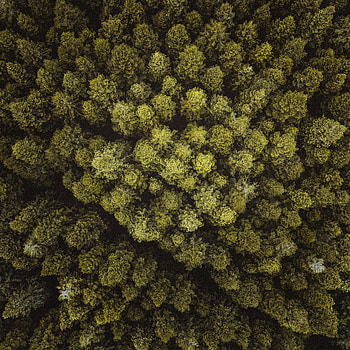 Nature, Trees, View From Above, Forest, Branches HD phone wallpaper