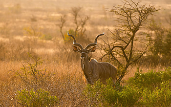 Deer, animal, buck, field HD wallpaper