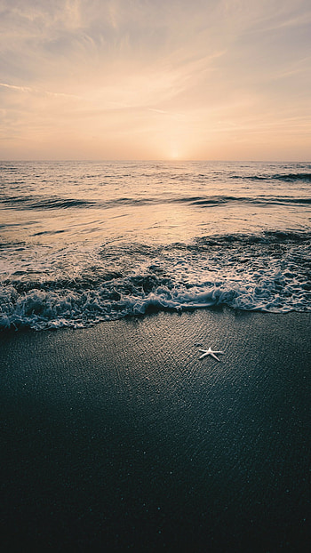 Black sand, Starfish HD phone wallpaper