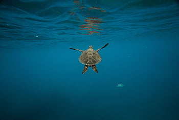 A sea turtle gracefully swims underwater in the clear blue ocean, showcasing marine wildlife. HD wallpaper