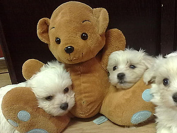 happy company, teddy bear, white, company, puppies, happy HD wallpaper