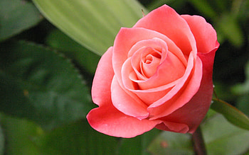 Plants, Flowers, Roses HD wallpaper