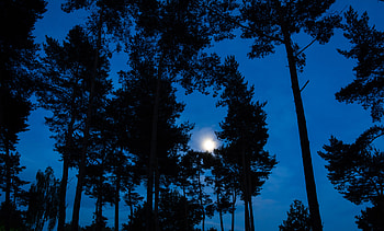 Nature, Trees, Sky, Night, Moon, Branches HD wallpaper