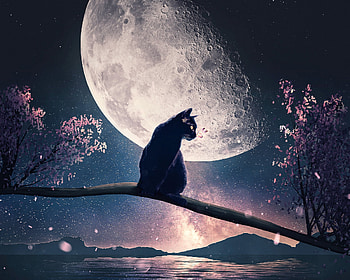 Spring night, night, black, primavara, afamart, cat, spring, adam, moon, fantasy, pisici, luna, luminos HD wallpaper