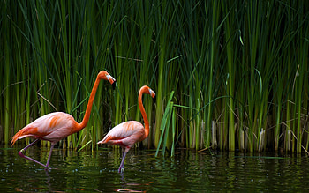 Animals, Birds, Flamingo HD wallpaper