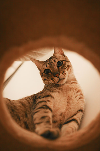 Funny, Animals, Cat, Striped, Pet, Grey HD phone wallpaper