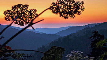 Morton Overlook, Great Smoky Mountain National Park, Tennessee, sky, hills, flower, landscape, colors, usa HD wallpaper