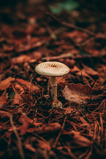 Nature, Grass, Autumn, Plant, Mushroom HD phone wallpaper