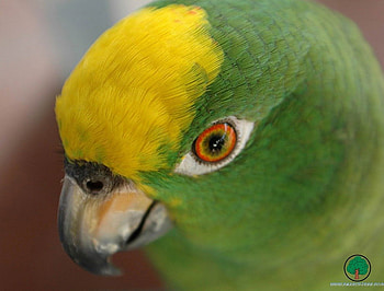 adi, birds, animals HD wallpaper