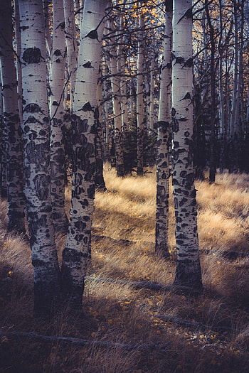 Trunks, Aspen Tree HD phone wallpaper