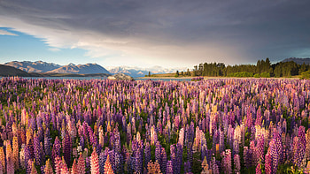 Russell Lupine Flower Garden At Tekapo Lake In New Zealand, flowers, field, lake, nature HD wallpaper