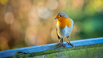 Yellow White Robin Bird Is Standing On Wall In Colorful Blur Bokeh Background Birds HD wallpaper