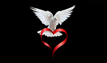 Pigeon Love Story, pigeon, love, birds HD wallpaper