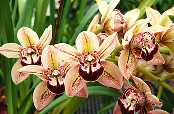 Flowers, Bright, Spotted, Greens, Orchid HD wallpaper