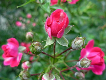 Plants, Flowers, Roses HD wallpaper