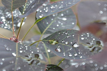 SILVER LEAVES AFTER RAIN, RAIN DROPS, WATER DROPS, SILVER, FOREST, WEATHER, RAIN, COOL, LEAVES, NATURE, SROPS HD wallpaper