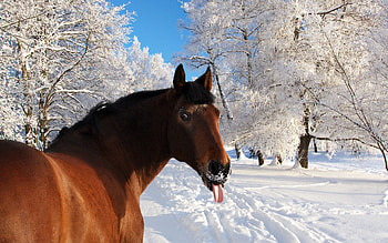 Animals, Winter, Nature, Snow, Muzzle, Horse, Language, Tongue HD wallpaper