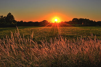Beautiful sunset over a tranquil rural grassland with vivid orange skies, perfect for nature backgrounds. HD wallpaper