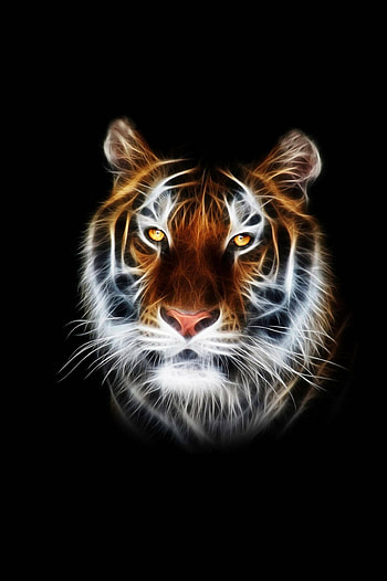 Elegant black tiger, Mesmerizing amoled , Ultra beauty HD phone wallpaper
