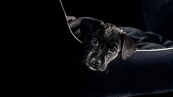 Black dog beauty, Stunning , Captivating visuals, Mesmerizing ry HD wallpaper