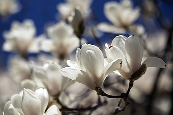 Magnolia Tree, Enchanting nature, XFCE , Eye-catching HD wallpaper