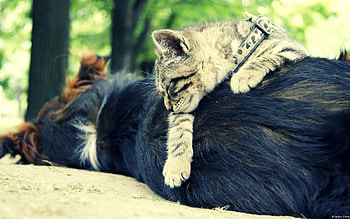 Animals, Cat, Dog, Sleep, Dream, Friends HD wallpaper