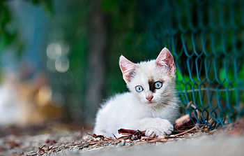 Cat, animal, kitten, kitty HD wallpaper